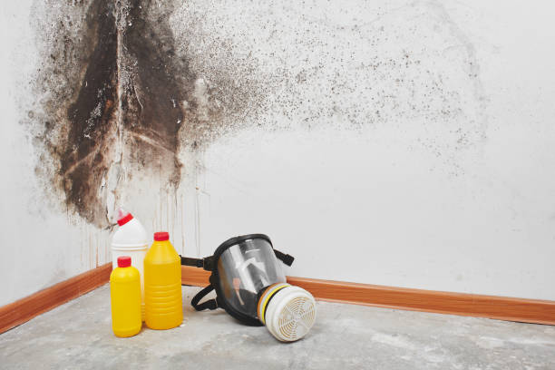 Mold Removal Process in Middlebury, IN