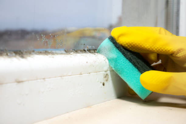 Best Mold Removal Near Me  in Middlebury, IN
