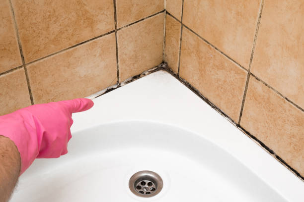 Best Toxic Mold Removal  in Middlebury, IN